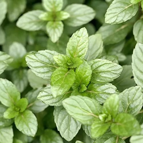 Chocolate Mint Herb Seeds 100Pcs Non-GMO Perennial Fast-Growing Patio Container Garden Plant - Image 5