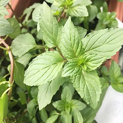 Chocolate Mint Herb Seeds 100Pcs Non-GMO Perennial Fast-Growing Patio Container Garden Plant - Image 6