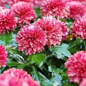 Chrysanthemum Flower Seeds 100Pcs Colorful Diverse Blooms Ornamental Plants