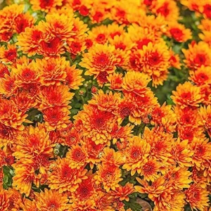 Alternative view of Chrysanthemum Flower Seeds 100Pcs Colorful Diverse Blooms Ornamental Plants