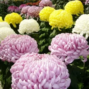Chrysanthemum Flower Seeds 100Pcs Colorful Diverse Blooms Ornamental Plants - Image 3