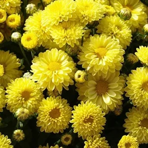 Chrysanthemum Flower Seeds 100Pcs Colorful Diverse Blooms Ornamental Plants - Image 4