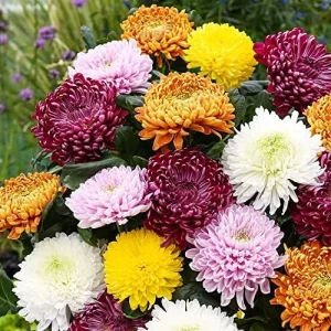 Chrysanthemum Flower Seeds 100Pcs Colorful Diverse Blooms Ornamental Plants - Image 5