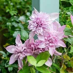 Clematis Seeds Double White Pink Flower Seeds 25 Pcs GMO Free Attracts Pollinators Deer Resistant