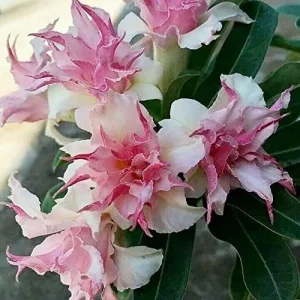 Alternative view of Clematis Seeds Double White Pink Flower Seeds 25 Pcs GMO Free Attracts Pollinators Deer Resistant