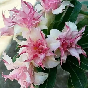 Clematis Seeds Double White Pink Flower Seeds 25 Pcs GMO Free Attracts Pollinators Deer Resistant - Image 3
