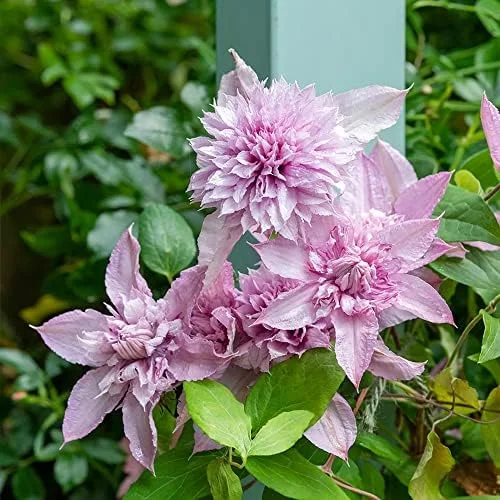 Clematis Seeds Double White Pink Flower Seeds 25 Pcs GMO Free Attracts Pollinators Deer Resistant - Image 4