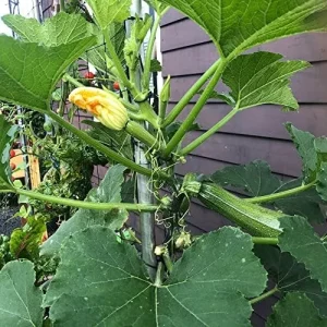 Alternative view of Climbing Zucchini Seeds - Long Cylindrical Courgette for Soups, Stews & Pasta - Outdoor Vegetable Seeds - 15 Pcs