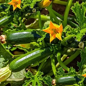 Climbing Zucchini Seeds - Long Cylindrical Courgette for Soups, Stews & Pasta - Outdoor Vegetable Seeds - 15 Pcs - Image 3