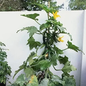 Climbing Zucchini Seeds - Long Cylindrical Courgette for Soups, Stews & Pasta - Outdoor Vegetable Seeds - 15 Pcs - Image 4