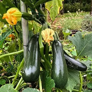 Climbing Zucchini Seeds - Long Cylindrical Courgette for Soups, Stews & Pasta - Outdoor Vegetable Seeds - 15 Pcs - Image 5