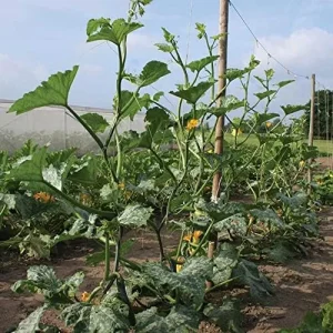 Climbing Zucchini Seeds - Long Cylindrical Courgette for Soups, Stews & Pasta - Outdoor Vegetable Seeds - 15 Pcs - Image 6