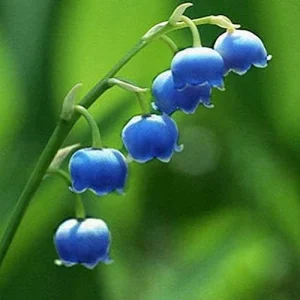 Convallaria Majalis Flower Seeds - Perennial, Fragrant, Hardy, Low Maintenance, Deer Resistant, Outdoor, 100 Pcs