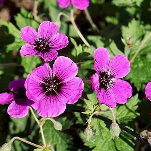 Cranesbill Flower Seeds Evergreen Perennial, Attracts Butterflies, Deer & Rabbit Resistant, Ground Cover, Rock Garden, Outdoor, 200 Seeds