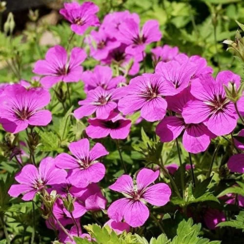 Cranesbill Flower Seeds Evergreen Perennial, Attracts Butterflies, Deer & Rabbit Resistant, Ground Cover, Rock Garden, Outdoor, 200 Seeds - Image 2