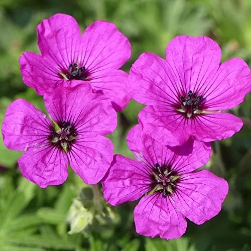 Cranesbill Flower Seeds Evergreen Perennial, Attracts Butterflies, Deer & Rabbit Resistant, Ground Cover, Rock Garden, Outdoor, 200 Seeds - Image 3