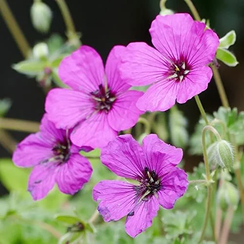 Cranesbill Flower Seeds Evergreen Perennial, Attracts Butterflies, Deer & Rabbit Resistant, Ground Cover, Rock Garden, Outdoor, 200 Seeds - Image 4