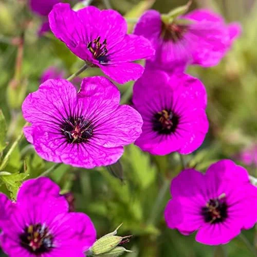 Cranesbill Flower Seeds Evergreen Perennial, Attracts Butterflies, Deer & Rabbit Resistant, Ground Cover, Rock Garden, Outdoor, 200 Seeds - Image 5