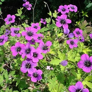 Cranesbill Flower Seeds Evergreen Perennial, Attracts Butterflies, Deer & Rabbit Resistant, Ground Cover, Rock Garden, Outdoor, 200 Seeds - Image 6