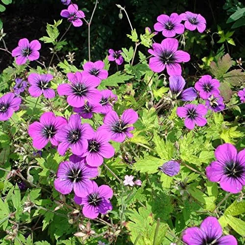 Cranesbill Flower Seeds Evergreen Perennial, Attracts Butterflies, Deer & Rabbit Resistant, Ground Cover, Rock Garden, Outdoor, 200 Seeds - Image 6