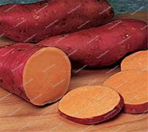 Dark Purple Sweet Potato Vegetable Seeds 100 Count for Planting