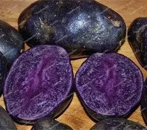Alternative view of Dark Purple Sweet Potato Vegetable Seeds 100 Count for Planting