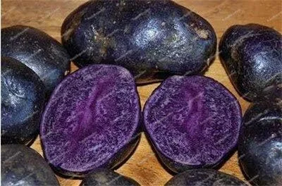 Dark Purple Sweet Potato Vegetable Seeds 100 Count for Planting - Image 2