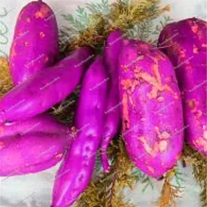 Dark Purple Sweet Potato Vegetable Seeds 100 Count for Planting - Image 3