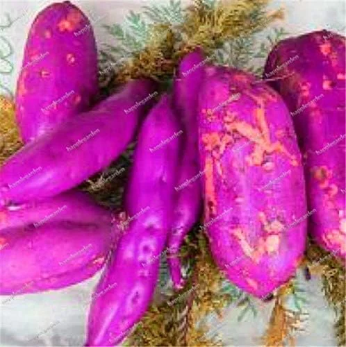 Dark Purple Sweet Potato Vegetable Seeds 100 Count for Planting - Image 3