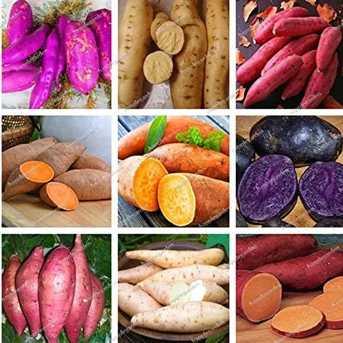 Dark Purple Sweet Potato Vegetable Seeds 100 Count for Planting - Image 4