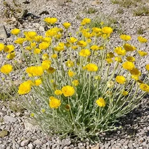 Alternative view of Desert Marigold Seeds Flower Seeds 500Pcs Yellow Perennial Attract Butterflies Drought Tolerant Rock Garden Outdoor