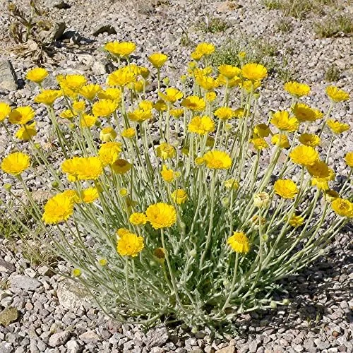 Desert Marigold Seeds Flower Seeds 500Pcs Yellow Perennial Attract Butterflies Drought Tolerant Rock Garden Outdoor - Image 2