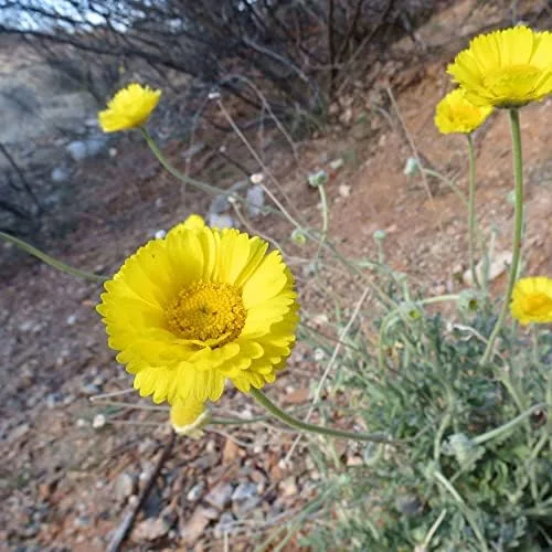 Desert Marigold Seeds Flower Seeds 500Pcs Yellow Perennial Attract Butterflies Drought Tolerant Rock Garden Outdoor - Image 3