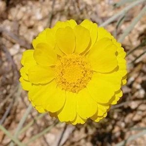 Desert Marigold Seeds Flower Seeds 500Pcs Yellow Perennial Attract Butterflies Drought Tolerant Rock Garden Outdoor - Image 4
