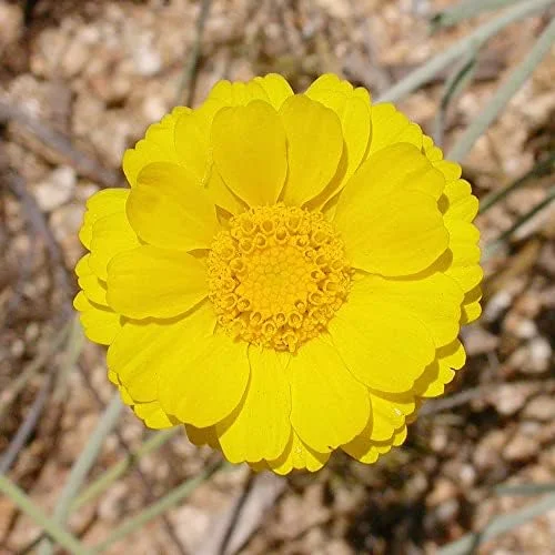 Desert Marigold Seeds Flower Seeds 500Pcs Yellow Perennial Attract Butterflies Drought Tolerant Rock Garden Outdoor - Image 4