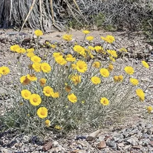 Desert Marigold Seeds Flower Seeds 500Pcs Yellow Perennial Attract Butterflies Drought Tolerant Rock Garden Outdoor - Image 5