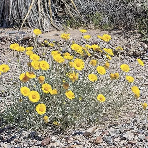 Desert Marigold Seeds Flower Seeds 500Pcs Yellow Perennial Attract Butterflies Drought Tolerant Rock Garden Outdoor - Image 5