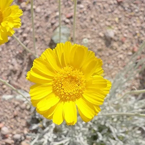 Desert Marigold Seeds Flower Seeds 500Pcs Yellow Perennial Attract Butterflies Drought Tolerant Rock Garden Outdoor - Image 6