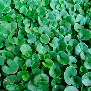 Dichondra Repens Seeds Perennial GMO Free Ground Cover Lawn Substitute 100 Count Outdoor White Herb Seeds