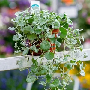 Alternative view of Dichondra Repens Seeds Perennial GMO Free Ground Cover Lawn Substitute 100 Count Outdoor White Herb Seeds