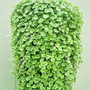 Dichondra Repens Seeds Perennial GMO Free Ground Cover Lawn Substitute 100 Count Outdoor White Herb Seeds - Image 3