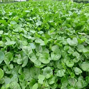 Dichondra Repens Seeds Perennial GMO Free Ground Cover Lawn Substitute 100 Count Outdoor White Herb Seeds - Image 4