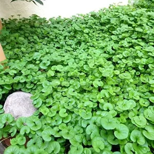Dichondra Repens Seeds Perennial GMO Free Ground Cover Lawn Substitute 100 Count Outdoor White Herb Seeds - Image 5