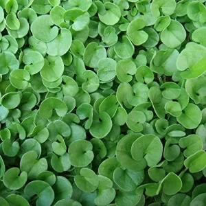 Dichondra Repens Seeds Perennial GMO Free Ground Cover Lawn Substitute 100 Count Outdoor White Herb Seeds - Image 6