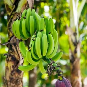 Alternative view of Dwarf Banana Seeds Tropical Fruit Perennial Non-GMO Evergreen Patio Garden Plant Fruit Seeds Green 100 Pcs