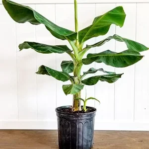 Dwarf Banana Seeds Tropical Fruit Perennial Non-GMO Evergreen Patio Garden Plant Fruit Seeds Green 100 Pcs - Image 3