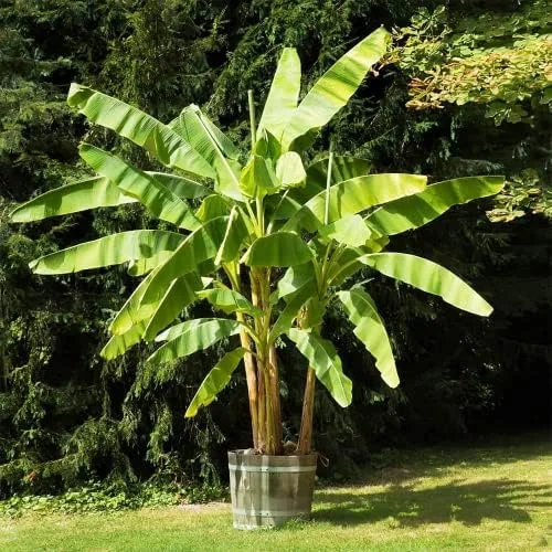 Dwarf Banana Seeds Tropical Fruit Perennial Non-GMO Evergreen Patio Garden Plant Fruit Seeds Green 100 Pcs - Image 6
