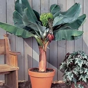 Dwarf Cavendish Banana Seeds Tropical Musa Acuminata Fast Growing Container Indoor Outdoor Fruit Tree Seeds 10Pcs Yellow