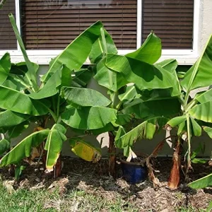 Alternative view of Dwarf Cavendish Banana Seeds Tropical Musa Acuminata Fast Growing Container Indoor Outdoor Fruit Tree Seeds 10Pcs Yellow