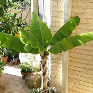 Dwarf Cavendish Banana Seeds Tropical Musa Acuminata Fast Growing Container Indoor Outdoor Fruit Tree Seeds 10Pcs Yellow - Image 3